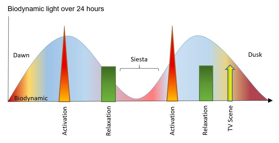 the image shows the biodinamic light curves over 24 hours